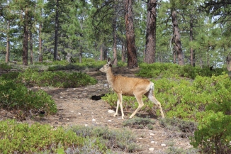 USA: Hirsch beim Campingplatz im Bryce Canyon