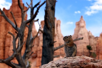 USA: Streifenhörnchen im Bryce Canyon