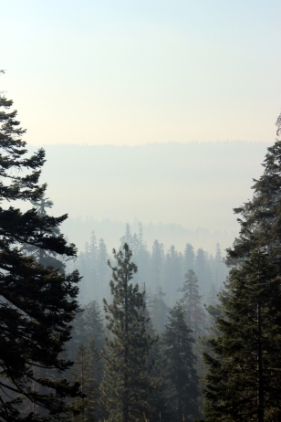 USA_Yosemite Bäume